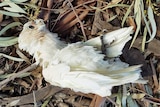 A dead little corella lying on the ground