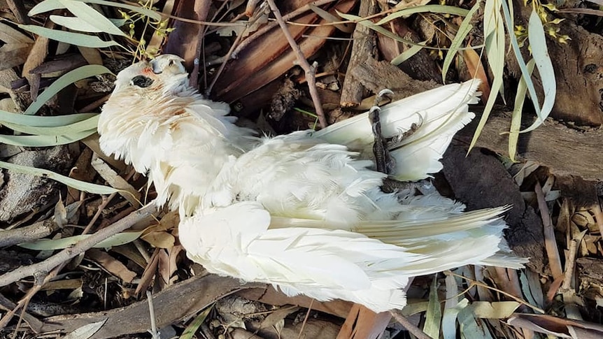 A dead little corella lying on the ground