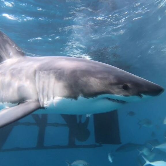 White sharks ambush their prey