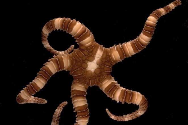 This brittle star was found in waters off Western Australia.