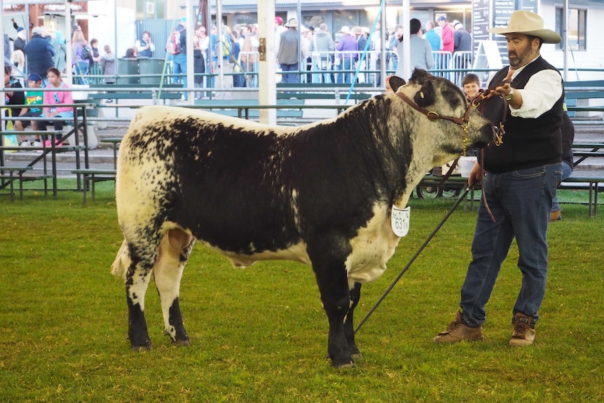 Speckle Park cows on show