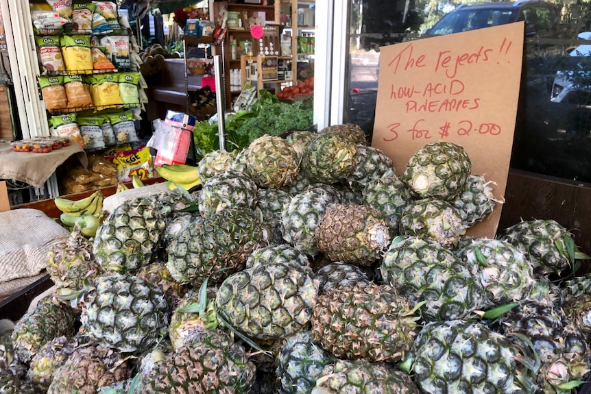 Small pineapples in front of a sign saying the rejects, low-acid pineapples, 3 for $2.00