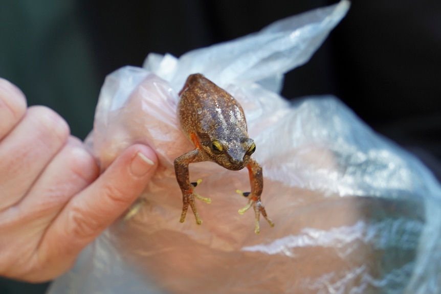 Close up of an orange bellied frog being held by a scientist before release