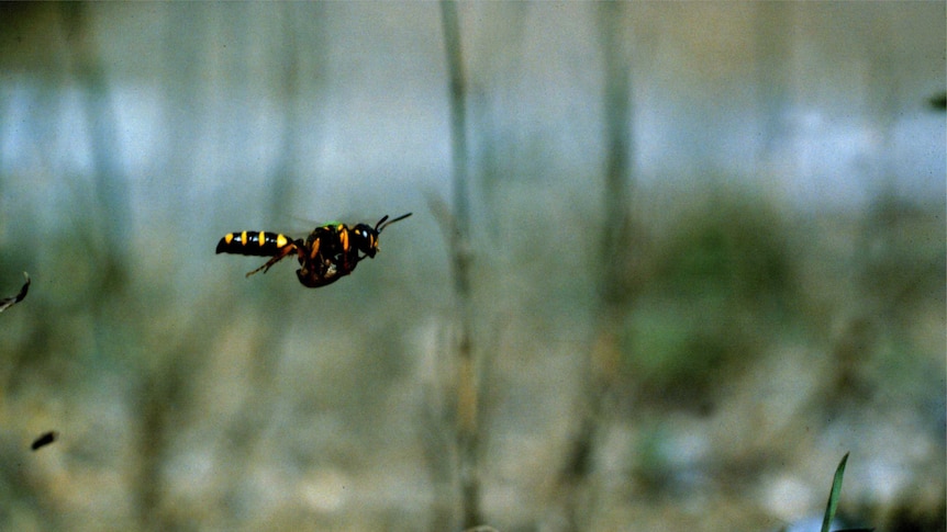 An image of a ground-dwelling wasp carrying prey back to its nest