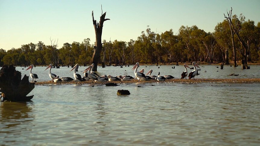 Pelicans gathered at Lake Cargelligo.