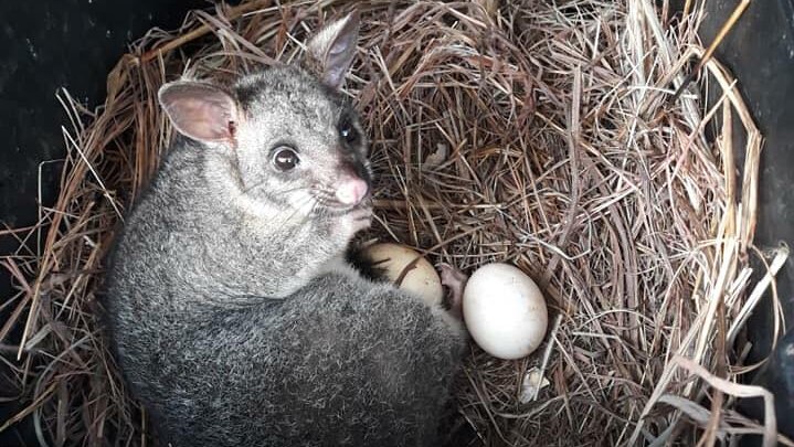 A possum in a chook pen next to eggs,