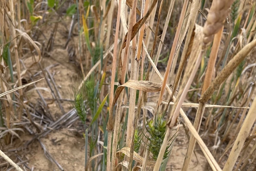 Green shoots of wheat next to brown wheat stalks