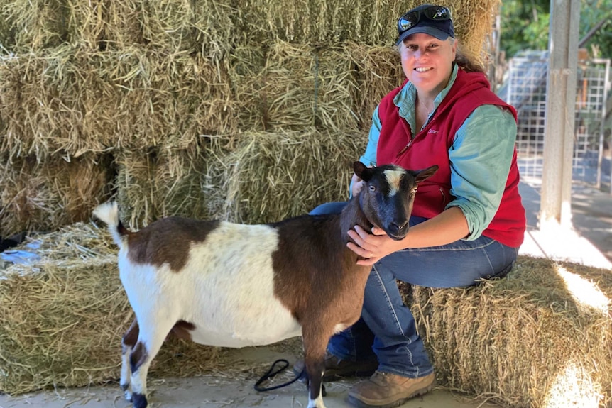 Goat herd manager Tracy Guest witting with Nigerian Dwarf doe.