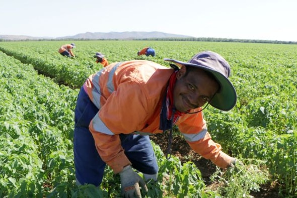 seasonal worker picking crops