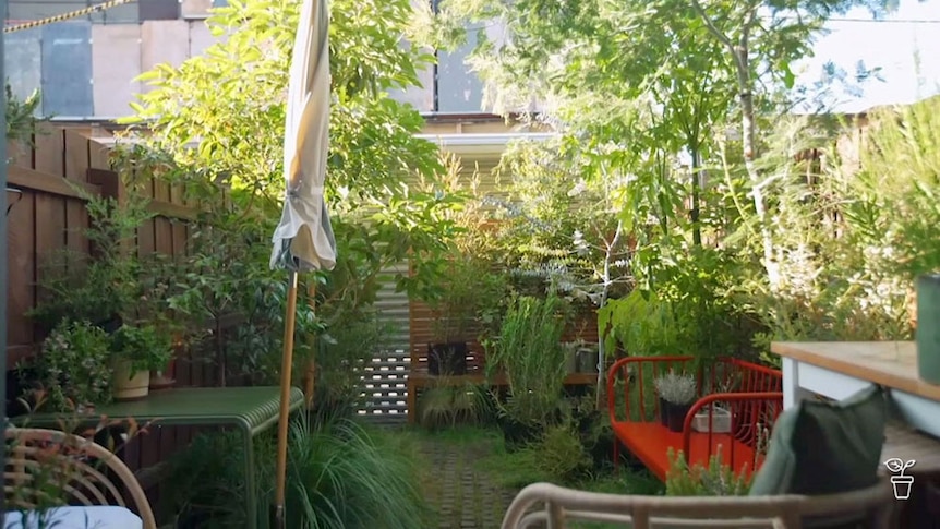 A small courtyard garden fllled with trees and plants.