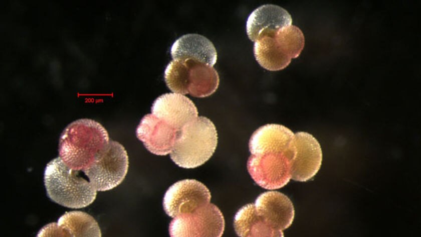 Planktonic foraminifera from the Sargasso Sea