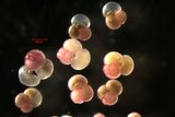 Planktonic foraminifera from the Sargasso Sea