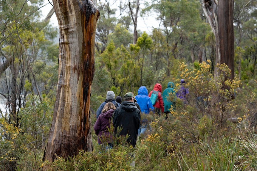 A group of people wearing raincoats walk away from the camera on a bush track