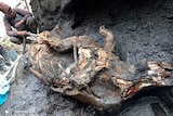 A man looks down on the well-preserved carcass of a woolly rhino.