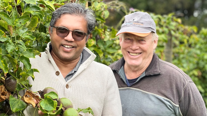 Two men stand in a field of passionfruit vines.
