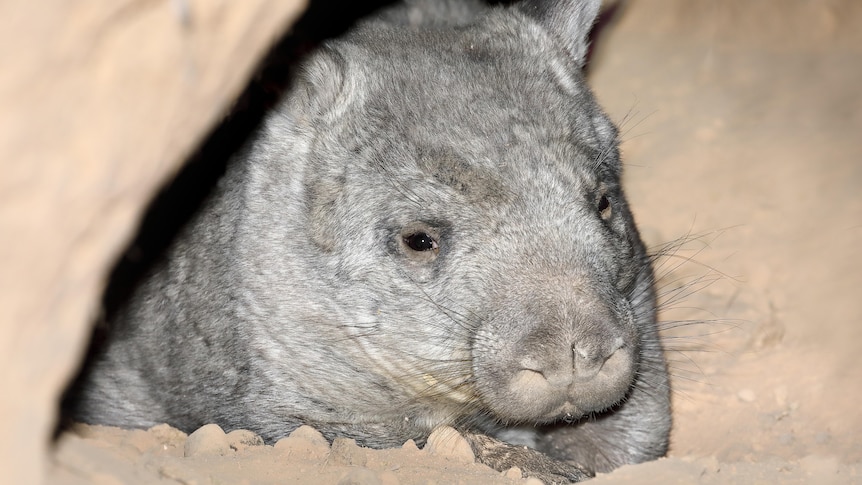 A hairy nosed wombat peeks outside of its burrow towards the camera.