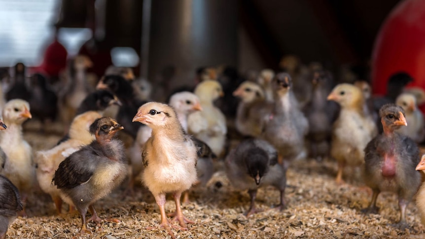 Chicks of the Sommerlad variety at the Milking Yard Farm in central Victoria