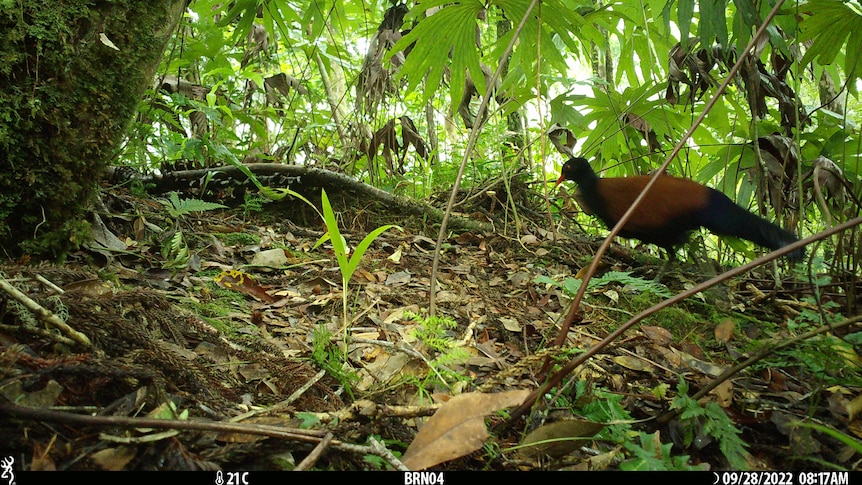 Bird amongst forest scrum.