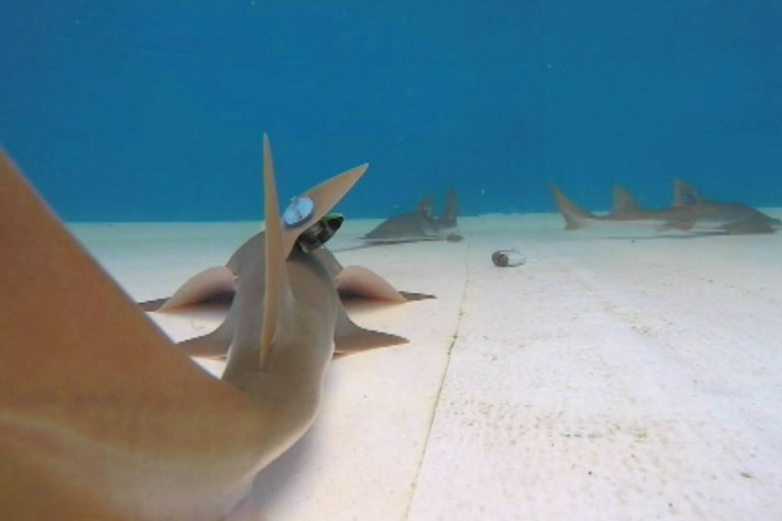 An underwater shot of sawfish hovering above a white floor with tracking devices attached to their fins.