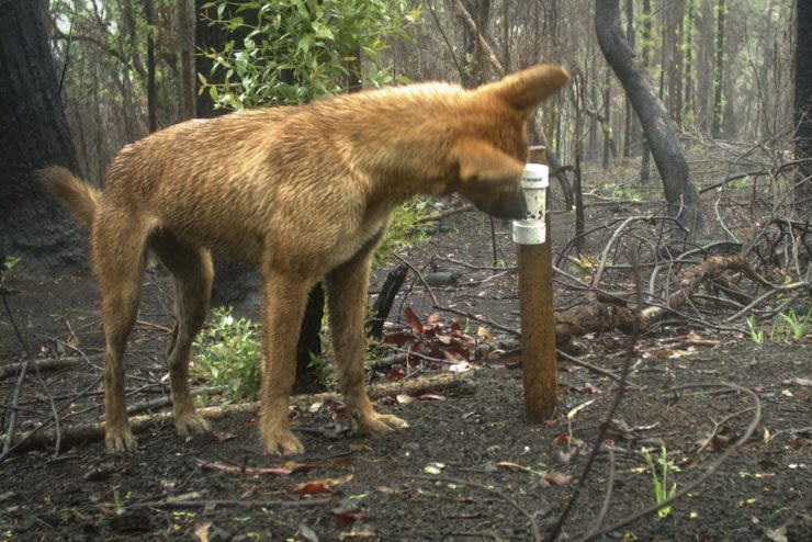 A large golden dingo sniffs a camera trap sensor in a burnt forest.