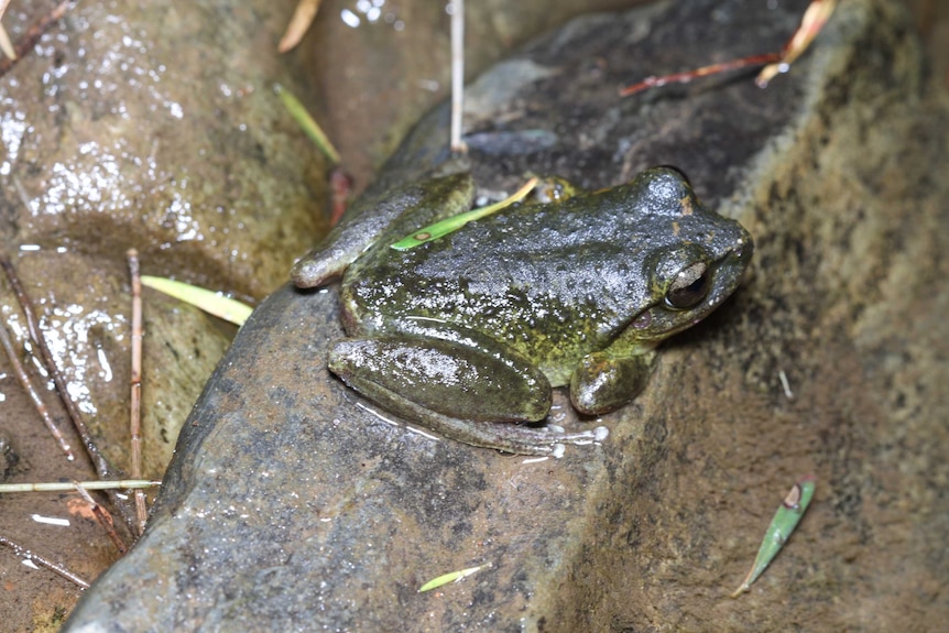 Frog close up on some rocks