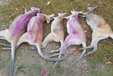 Five wallaby carcasses lined up on the grass, some with purple markings.