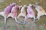 Five wallaby carcasses lined up on the grass, some with purple markings.