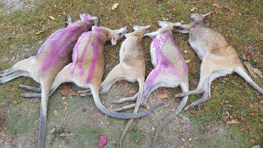 Five wallaby carcasses lined up on the grass, some with purple markings.