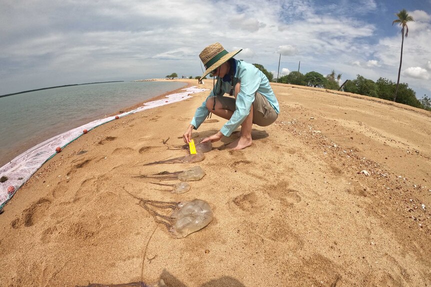A woman in a hat, shirt and shorts kneels on a beach and measures jellyfish.