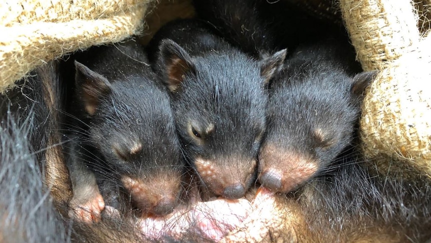Three small Tasmanian devils feeding on their mother's teat