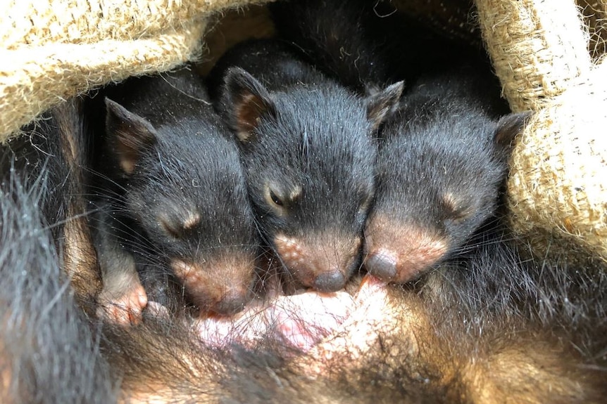 Three small Tasmanian devils feeding on their mother's teat