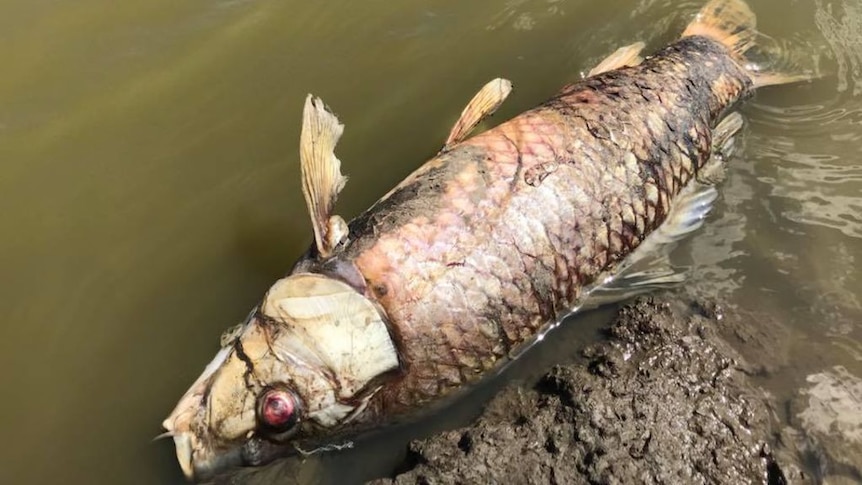 Dead fish and eels are rotting and starting to smell at Bushells Lagoon