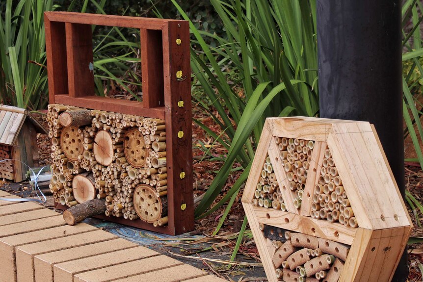 A photo of what are known as native bee hotels, which are small tubed pieces of wood that allow native bees to enter.