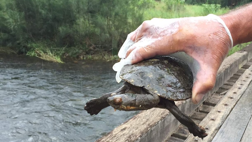 A rare snapping turtle is checked by NPWS workers