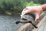 A rare snapping turtle is checked by NPWS workers
