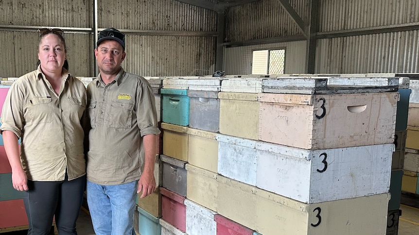 A beekeeper couple standing in amongst bee hives. 