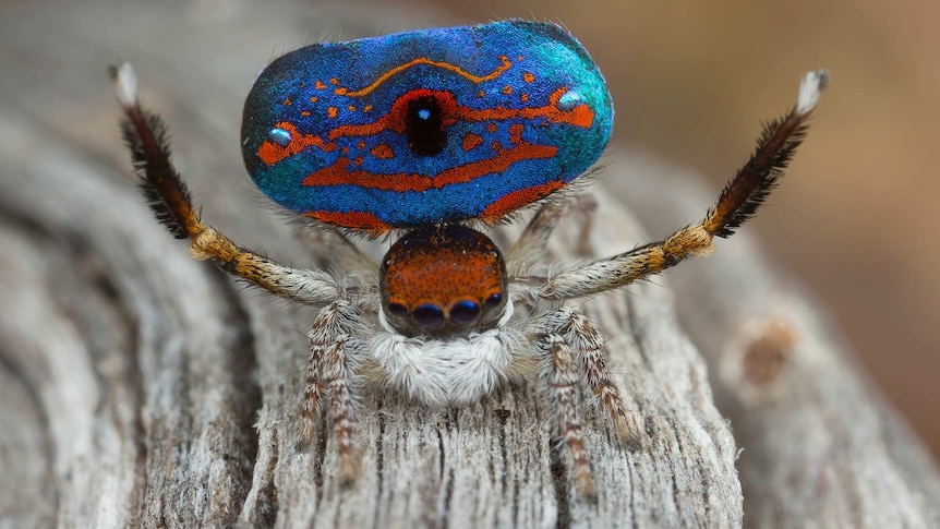 Maratus gemmifer, a new species of the peacock spider