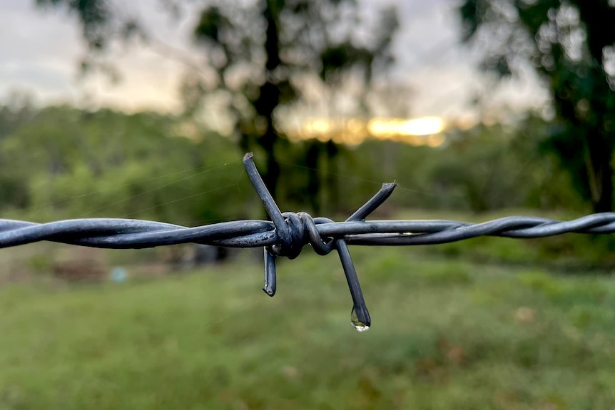 Wire fence with green background