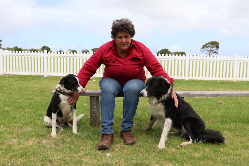 A woman in a red shirt with two black and white border collies