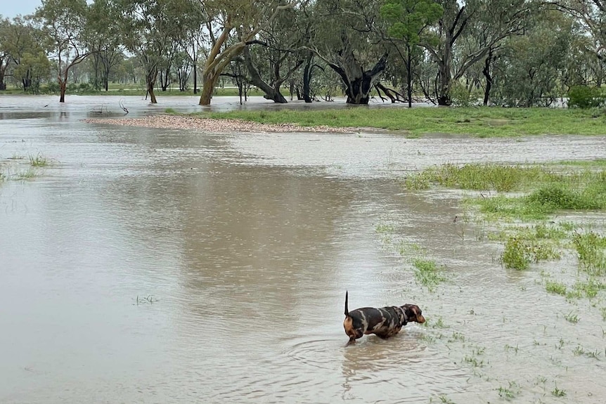 Flooded paddocks with a dog on dry land