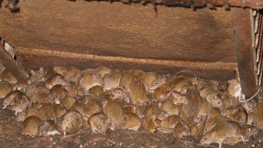 Lot of mice piled on top of each other