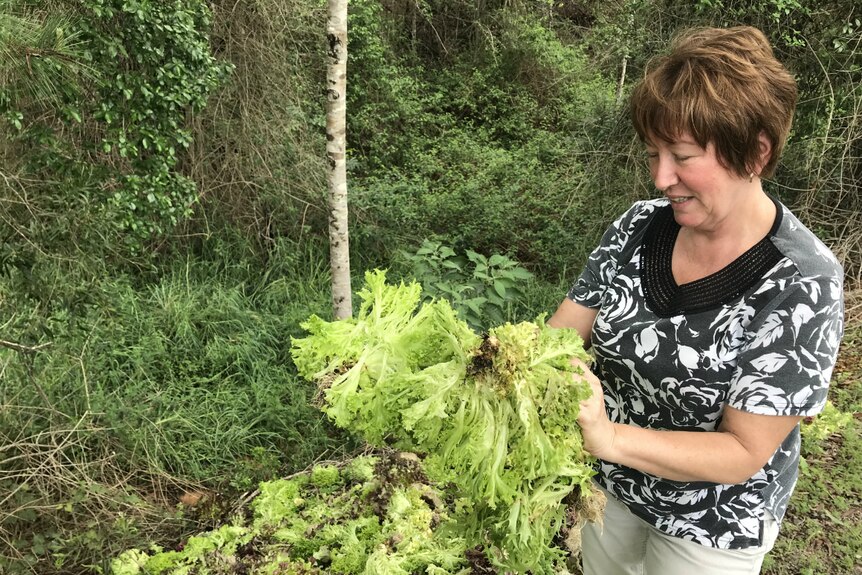 Terie Wakeham looks at damaged lettuces that she had to dump.