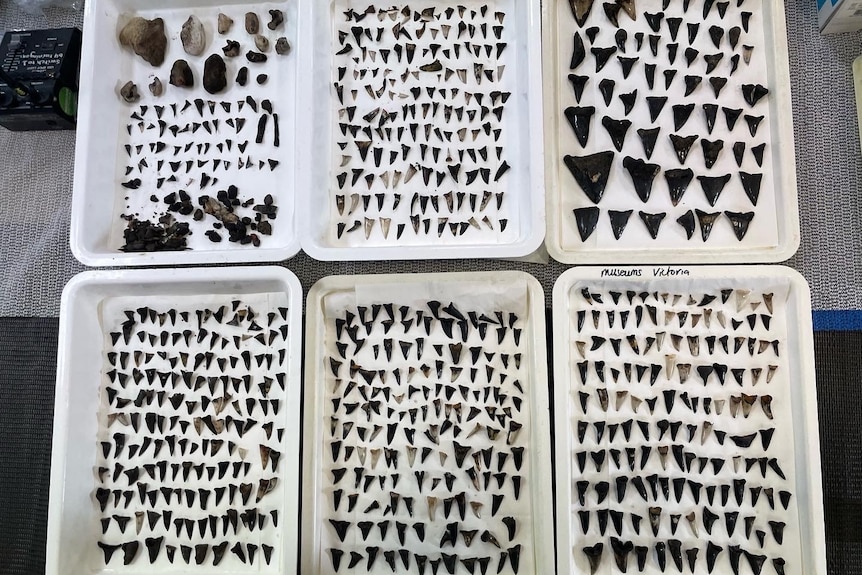 Dozens of black shark teeth assembled in white trays for displau