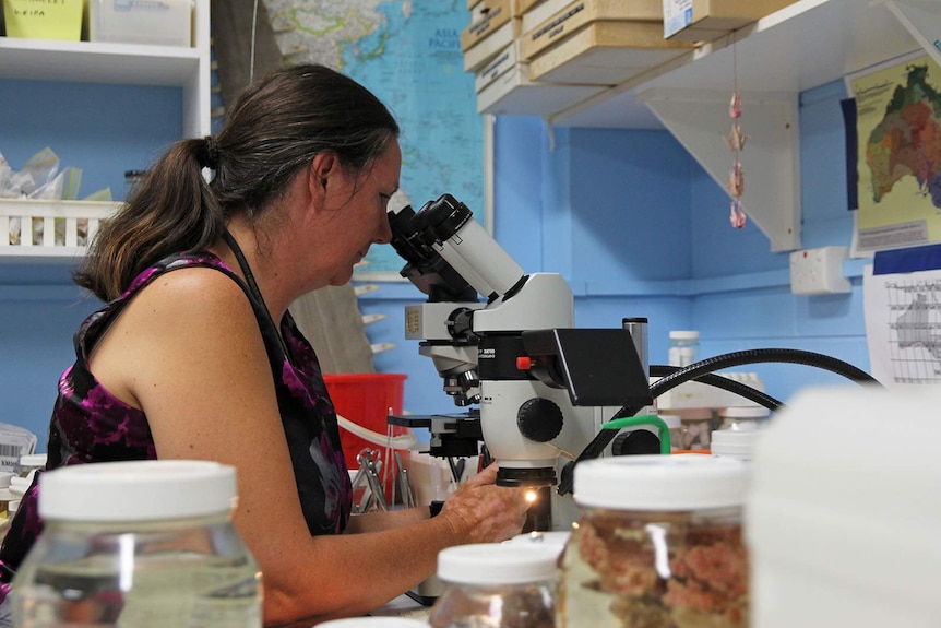 Researcher Sue Horner looks into a microscope at a jellyfish sample.