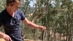 A snake catcher with an eastern brown snake taken from a Coromandel Valley sink.