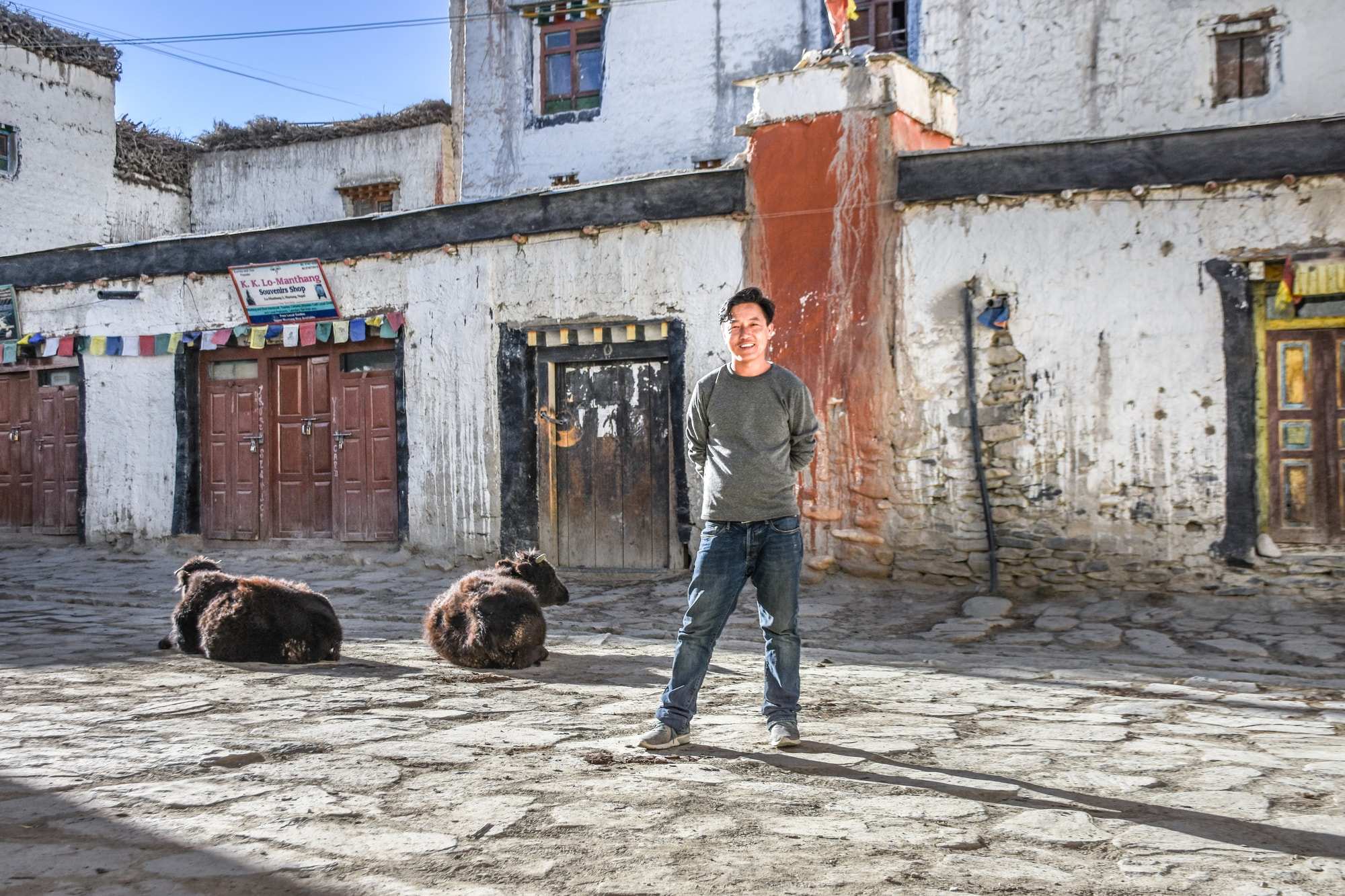 A smiling man stands in the street with two resting cows