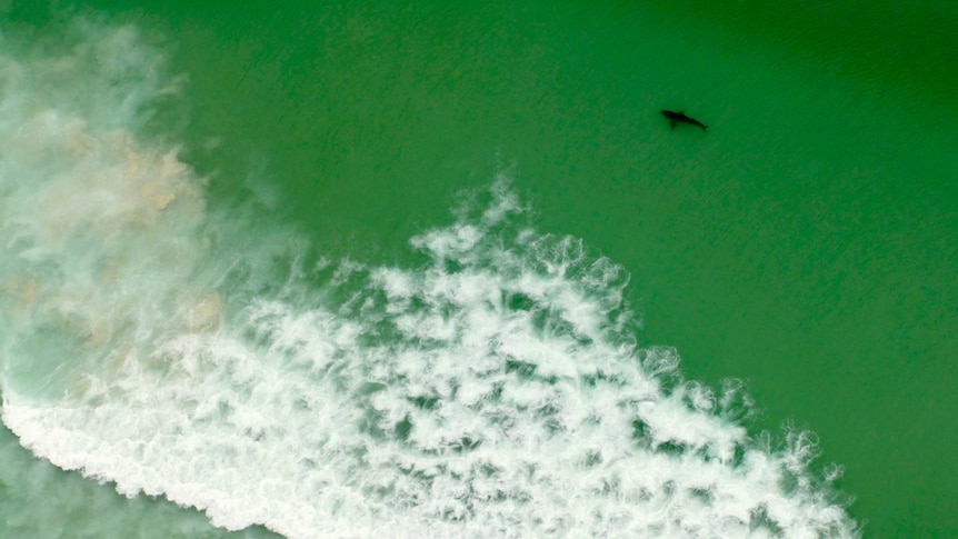 Shark at a beach