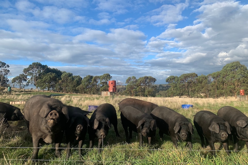 Black pigs in a paddock.