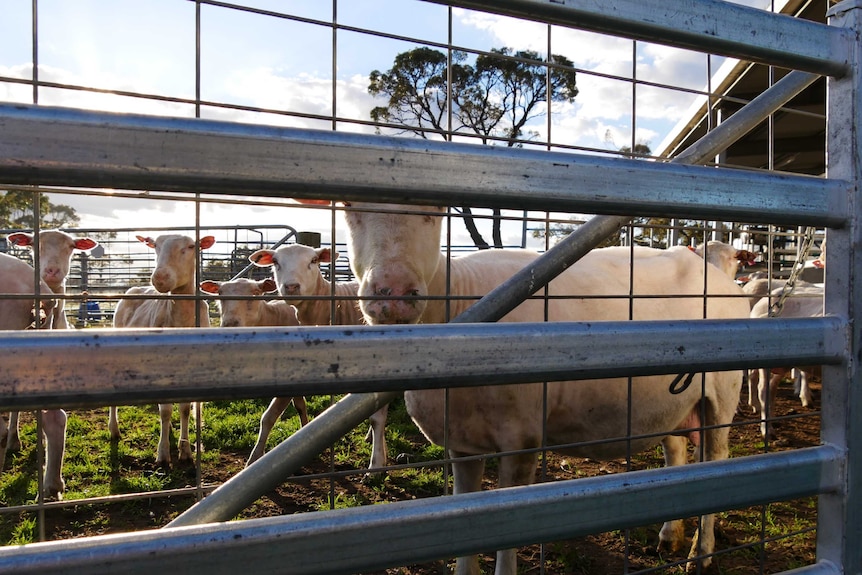 A group of sheep photographed through a gate