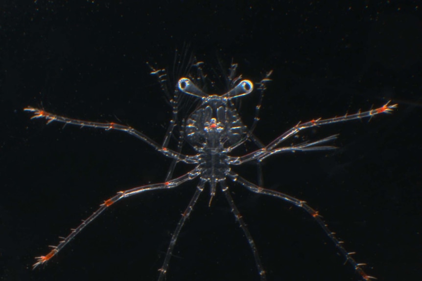 A one day old spiny lobster larva